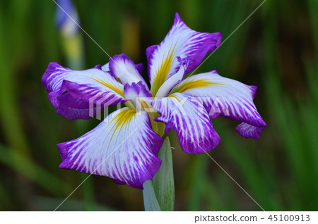 Image taken in close-up, focusing on the flowers in the center of the image Image taken in close-up, focusing on the flowers in the center of the image 45100913