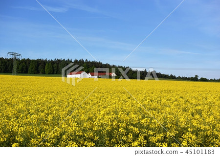 Rape blossoms Rape blossoms 45101183
