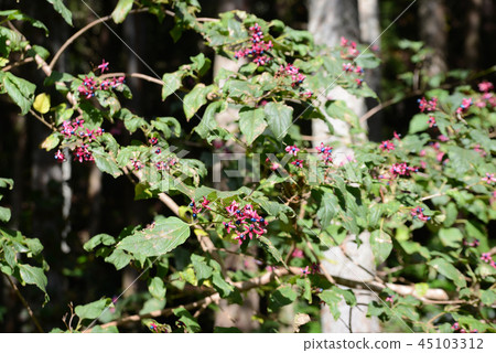 兔子水果 45103312