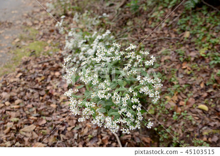 Shiroyomena Shiroyomena 45103515