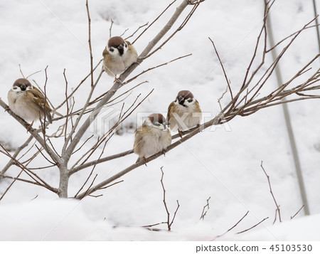 蘇祖梅的麻雀 蘇祖梅的麻雀 45103530