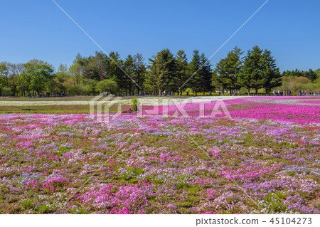 富士芝麻櫻花節[2018] 45104273