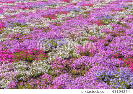 富士芝麻櫻花節[2018] 45104274