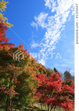 秋葉在Oihira公園2018年 秋葉在Oihira公園2018年 45104447