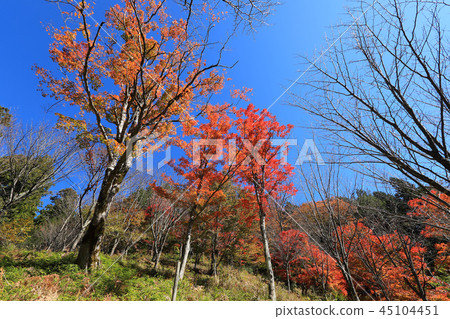 Autumn leaves in Oihira park 2018 Autumn leaves in Oihira park 2018 45104451