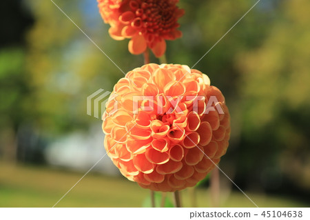 Dahlia Dahlia 45104638