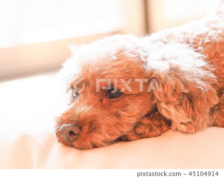 Cushioned toy poodle 45104914