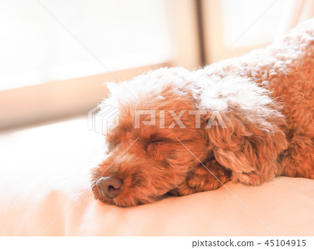 Cushioned toy poodle 45104915