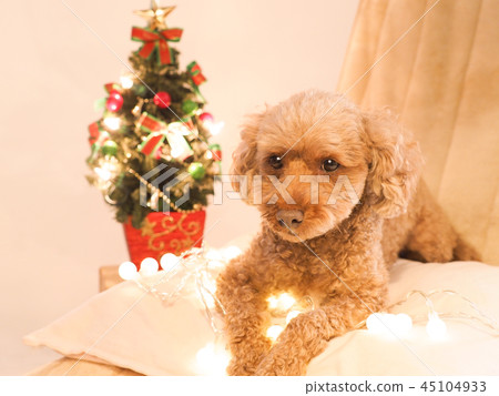 Christmas tree and sitting toy poodle 45104933