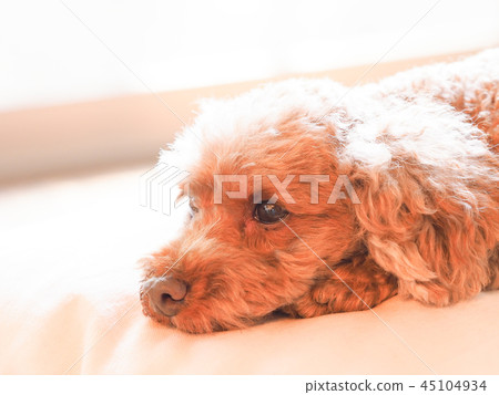 Cushioned toy poodle 45104934