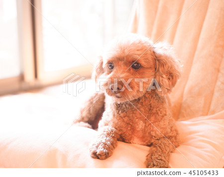 Laughing toy poodle on a cushion Laughing toy poodle on a cushion 45105433