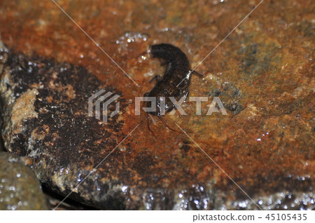 Towada Kawagera 45105435