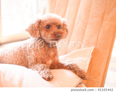 Laughing toy poodle on a cushion Laughing toy poodle on a cushion 45105442