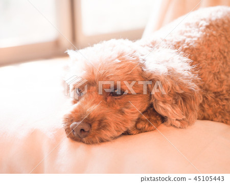 Cushioned toy poodle 45105443