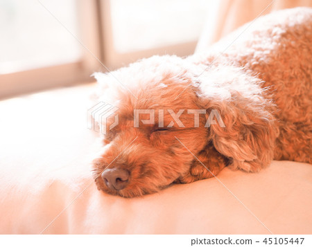 睡覺在坐墊玩具獅子狗 睡覺在坐墊玩具獅子狗 45105447