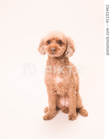 Rani of the toy poodle who sat down Rani of the toy poodle who sat down 45105462