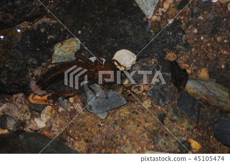 Towada Kawagera Towada Kawagera 45105474