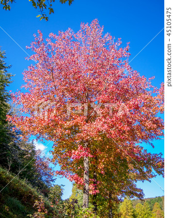 [Shizuoka Prefecture Izu City] Plane leaves of autumn leaves [Shuzenji Niji no Sato] 45105475