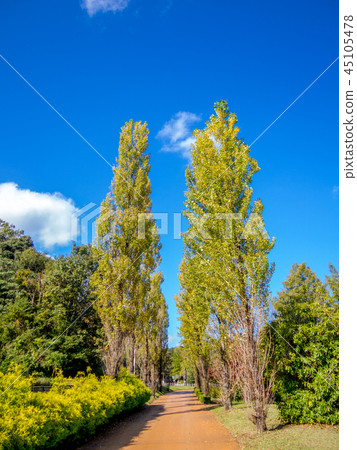 [靜岡縣伊豆市]公園路邊樹[修善寺Niji no Sato] 45105478