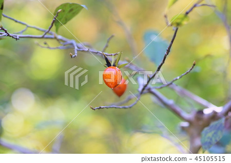 Fruit of tsukubaneki 45105515