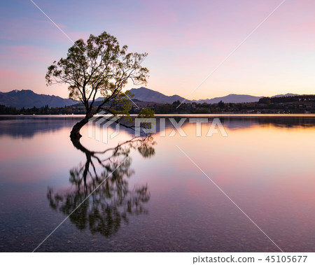 New Zealand South Island-Lake Wanaka Tree 45105677