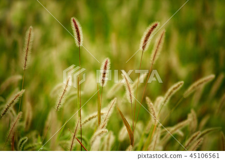 秋季Murasaki Enokoro 秋季Murasaki Enokoro 45106561