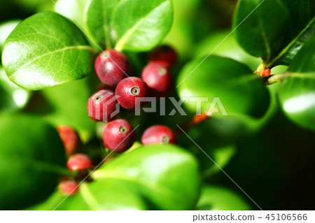 Marba Sharimbai Fruit 45106566