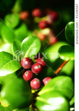 Marba Sharimbai Fruit 45106567