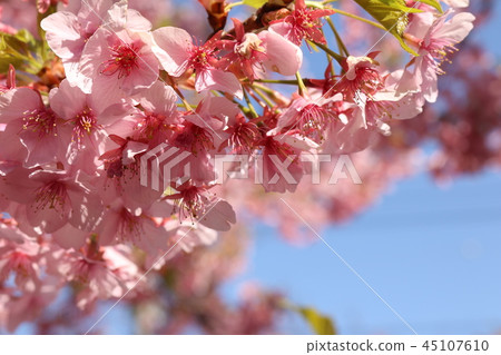 Full bloom cherry tree Full bloom cherry tree 45107610