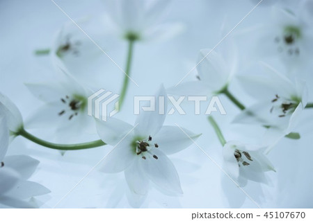 White flower background 45107670