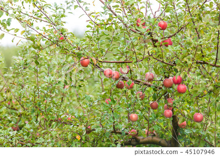 青森蘋果 青森蘋果 45107946