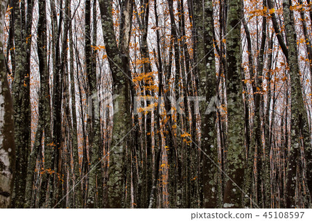 Beech forest of Hakkoda 45108597