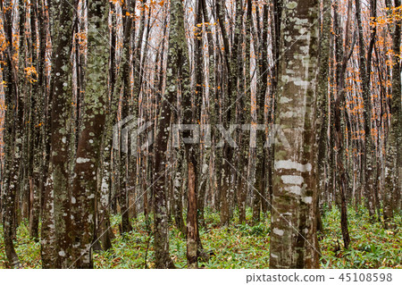 Beech forest of Hakkoda 45108598