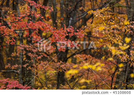 Autumn leaves of Iinouma 45108608