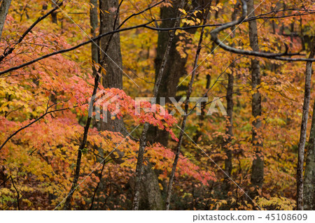 Autumn leaves of Iinouma 45108609
