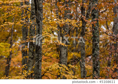 Autumn leaves of Iinouma 45108611