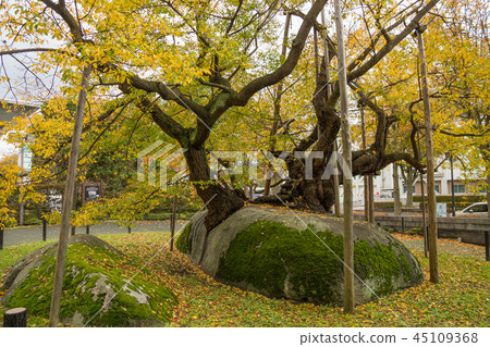 Ishibakura櫻桃 45109368