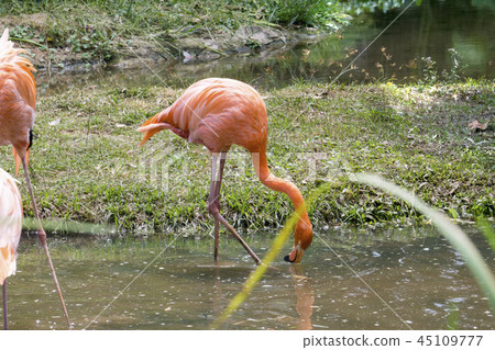 The nature of the flamingo in the pool. The nature of the flamingo in the pool. 45109777