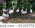 The nature of the flamingo in the pool. 45109778