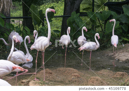 The nature of the flamingo in the pool. The nature of the flamingo in the pool. 45109778