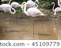 The nature of the flamingo in the pool. 45109779