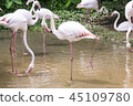 The nature of the flamingo in the pool. 45109780