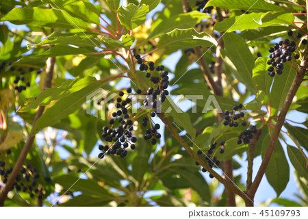 Yuzuriha fruit 45109793