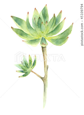 succulent in watercolor 45109794