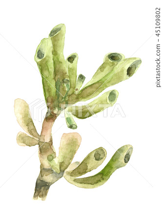 succulent in watercolor succulent in watercolor 45109802