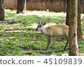 Deer in the jungle. 45109839
