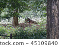 Deer in the jungle. 45109840