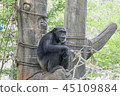 orangutan Are sitting lonely. 45109884