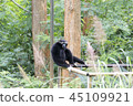 Gibbon is sitting lonely. 45109921