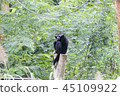 Gibbon is sitting lonely. 45109922